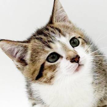 Sally is SWEET SWEET SWEET -  Turkish Van and Bengal Cat for Adoption in Bedford Hills, New York - Sally Is SWEET SWEET SWEET | PetCurious