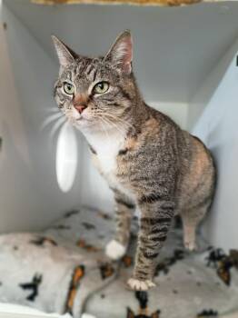 Domestic Short Hair Cats Available for Adoption in Hyde Park, New York - Sophie | PetCurious