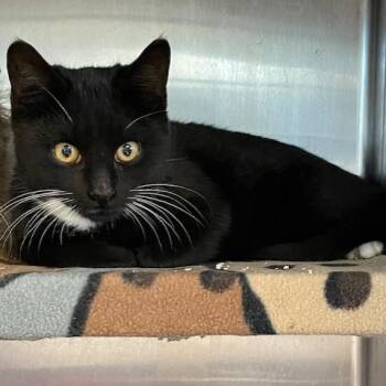 Rescue Dilute Tortoiseshell and Tuxedo Cats for Adoption in Attleboro, Massachusetts - Gremlin (M) & Frankie (F) | PetCurious