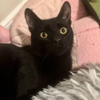 Domestic Short Hair Cats Available for Adoption - Draco | PetCurious