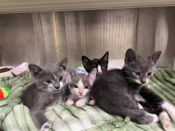 PRINCESS -  Domestic Short Hair Cat for Adoption in Tustin, California - PRINCESS | PetCurious