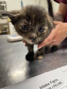 Natasha -  Domestic Short Hair Cat for Adoption in Fall River, Massachusetts - Natasha | PetCurious