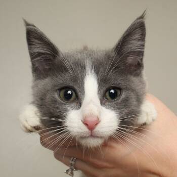 Rescue Domestic Short Hair Cats for Adoption in Minnetonka, Minnesota - Patch C66962 | PetCurious