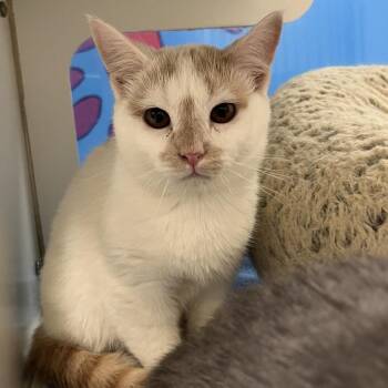 Domestic Short Hair Cats Available for Adoption in Cheyenne, Wyoming - Flame | PetCurious