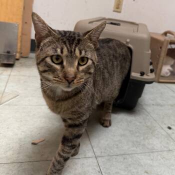 Motomoto -  Domestic Short Hair Cat for Adoption in Philadelphia, Pennsylvania - Motomoto | PetCurious