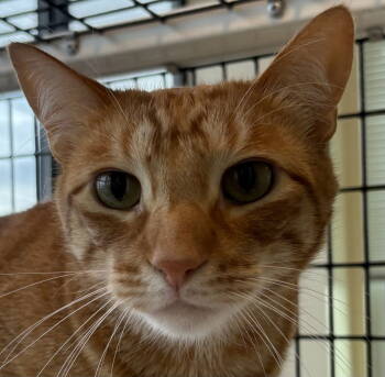 Rescue Domestic Short Hair and Tabby Cats for Adoption in Burlingame, California - Smol | PetCurious