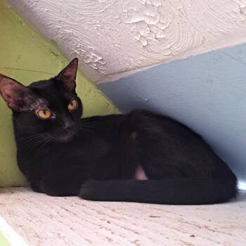 Domestic Short Hair Cats Available for Adoption in Brownsboro, Alabama - Smoothie | PetCurious