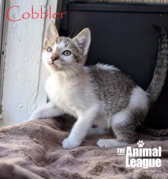 Cobbler -  Domestic Short Hair Cat for Adoption in Groveland, Florida - Cobbler | PetCurious