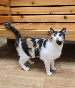 Rescue Domestic Short Hair Cats for Adoption in Woodstock, Illinois - April | PetCurious