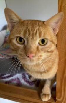 Rory McKenna -  Tabby Cat for Adoption in Bow, Washington - Rory McKenna | PetCurious
