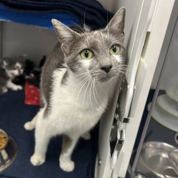 Domestic Short Hair Cats Available for Adoption in Los Angeles, California - Tzatziki | PetCurious