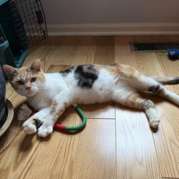 Siena -  Domestic Short Hair Cat for Adoption in Evanston, Illinois - Siena | PetCurious