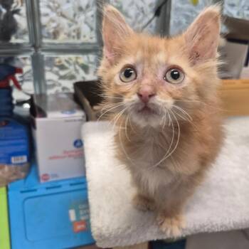 Domestic Medium Hair Cats Available for Adoption in Kingman, Kansas - Yeobo (grey) | PetCurious