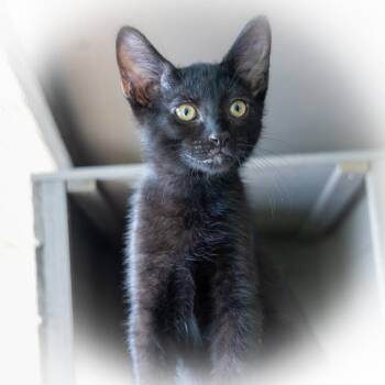 Diesel -  Domestic Short Hair Cat for Adoption in Topeka, Kansas - Diesel | PetCurious