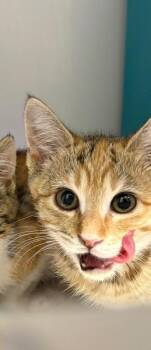 Helga -  Domestic Short Hair Cat for Adoption in Fort Collins, Colorado - Helga | PetCurious
