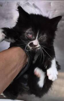 61487793 -  Domestic Short Hair Cat for Adoption in El Paso, Texas - 61487793 | PetCurious