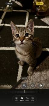Rescue Domestic Short Hair and Tabby Cats for Adoption in Dallas, Texas - Will Byers | PetCurious
