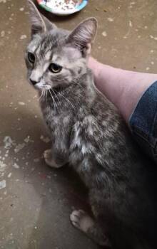Hibiscus -  Domestic Short Hair Cat for Adoption in Stuart, Virginia - Hibiscus | PetCurious