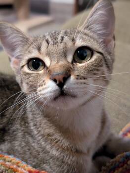 Rescue Domestic Short Hair Cats for Adoption in Pearland, Texas - Chet Baker | PetCurious