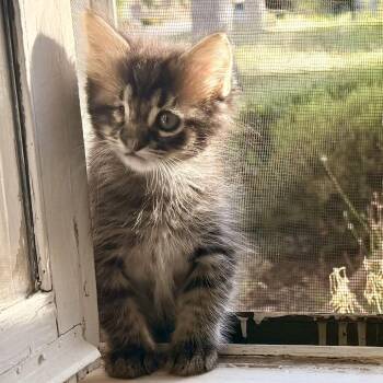 Dill -  Domestic Short Hair Cat for Adoption in Los Angeles, California - Dill | PetCurious