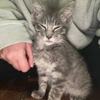 Ripple -  Domestic Short Hair Cat for Adoption in Granville, Ohio - Ripple | PetCurious