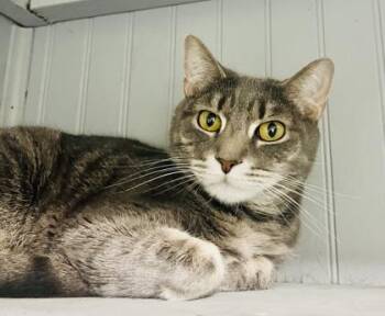 Domestic Short Hair Cats Available for Adoption in Savannah, Georgia - Fancy Pants (Bonded W/Stud Muffin) | PetCurious