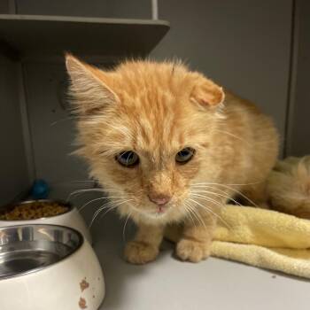 Stray -  Domestic Short Hair Cat for Adoption - Stray | PetCurious