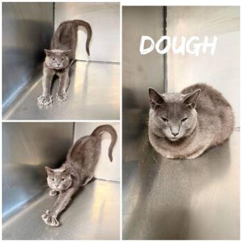 Dough -  Domestic Short Hair Cat for Adoption in Saint James, Missouri - Dough | PetCurious