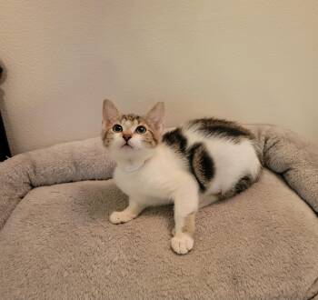 Rescue Domestic Short Hair Cats for Adoption in Sunrise, Florida - Shirley | PetCurious