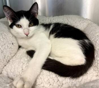 JASMINE -  Domestic Short Hair Cat for Adoption in Sarasota, Florida - JASMINE | PetCurious