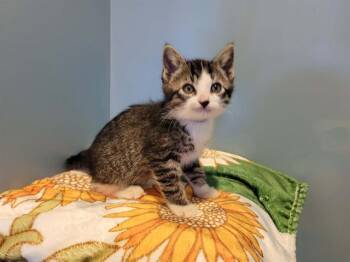 Domestic Short Hair Cats Available for Adoption in Santa Clara, California - DAVE | PetCurious