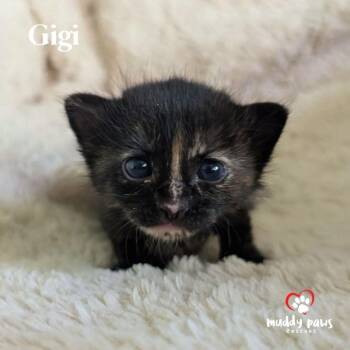 Domestic Short Hair Cats Available for Adoption in Council Bluffs, Iowa - Gigi | PetCurious