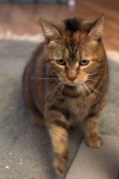 Rescue American Shorthair Cats for Adoption in Rochester, New York - Mabel | PetCurious