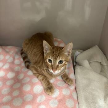 Cheeto -  Domestic Short Hair Cat for Adoption in Redwood City, California - Cheeto | PetCurious
