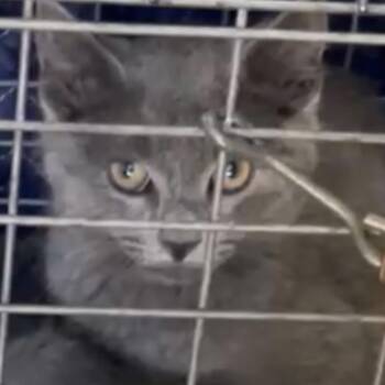 August -  Domestic Short Hair Cat for Adoption in New York, New York - August | PetCurious
