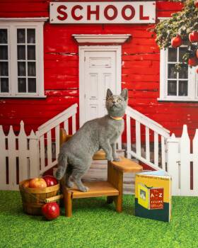 Sylvia -  Domestic Short Hair Cat for Adoption in Lapeer, Michigan - Sylvia | PetCurious