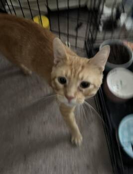 Basilisk -  Domestic Short Hair Cat for Adoption in Wheaton, Illinois - Basilisk | PetCurious