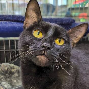 Wednesday -  Domestic Short Hair Cat for Adoption in West Jefferson, Ohio - Wednesday | PetCurious