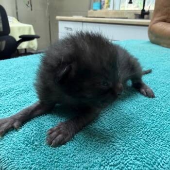 Zipper -  Domestic Short Hair Cat for Adoption in Madisonville, Kentucky - Zipper | PetCurious
