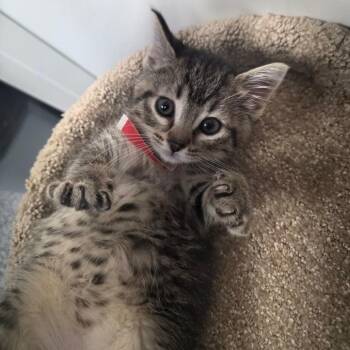 Petunia -  Domestic Short Hair Cat for Adoption in Great Falls, Montana - Petunia | PetCurious