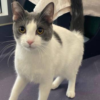 Domestic Short Hair Cats Available for Adoption - Spot | PetCurious
