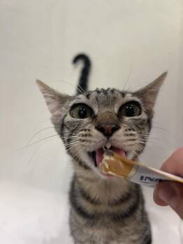Chipmunk -  Domestic Short Hair Cat for Adoption in Lincoln, California - Chipmunk | PetCurious