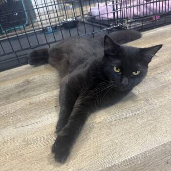 Celeste -  Domestic Long Hair Cat for Adoption in Pleasantville, New Jersey - Celeste | PetCurious