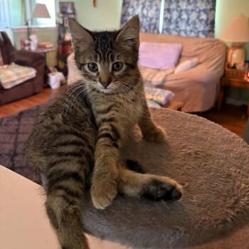 Hermione -  Domestic Short Hair Cat for Adoption in Sedalia, Missouri - Hermione | PetCurious
