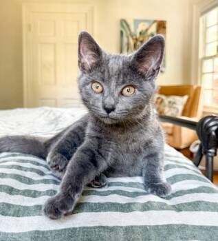 Rescue Domestic Short Hair Cats for Adoption in Parkville, Maryland - Essence | PetCurious