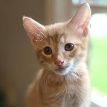 Bergil -  Domestic Short Hair Cat for Adoption in Cumming, Georgia - Bergil | PetCurious