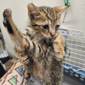 Marco -  American Shorthair Cat for Adoption in Lake Jackson, Texas - Marco | PetCurious