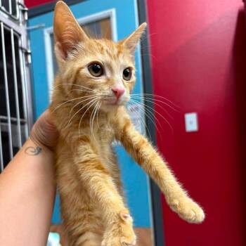 Kandy Houston -  Domestic Short Hair Cat for Adoption in Denver, Colorado - Kandy Houston | PetCurious
