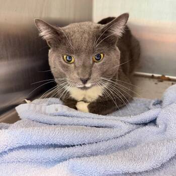 Weston -  Domestic Short Hair Cat for Adoption in Englewood, Florida - Weston | PetCurious
