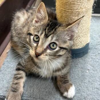 Tina w/ Munch - Tiny & Sweet -  Domestic Short Hair Cat for Adoption in Flagstaff, Arizona - Tina W/ Munch - Tiny & Sweet | PetCurious